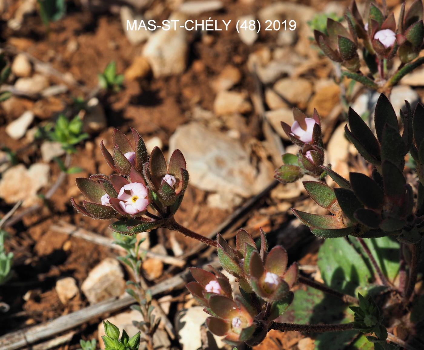 Androsace, Annual plant